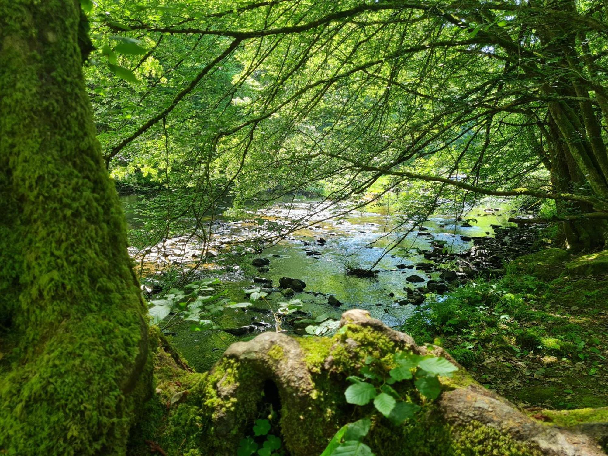 Ferienhaus Droefter Blick Monschau Bagian luar foto